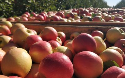 Из-за глупости нынешних властей большинство молдавских производителей яблок обречены на банкротство